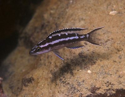Neolamprologus buescheri 'Cape Kachese'
